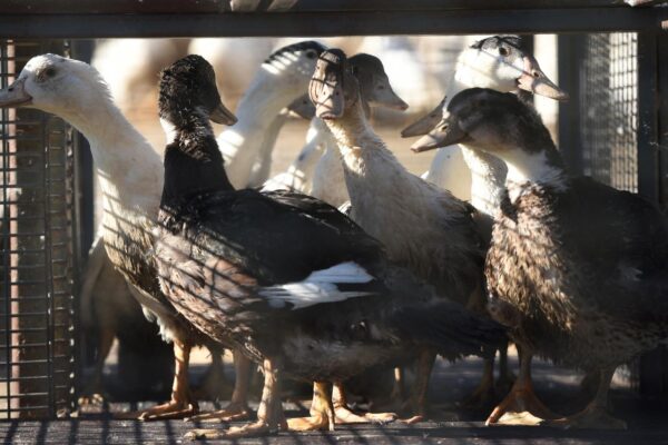 La vaccination ARN messager chez les canards : Débats autour de la sécurité alimentaire