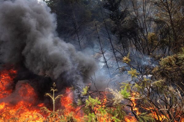 Incendies déclenchés par des voyageurs : une violence inacceptable